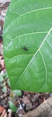 Myrmhopla
