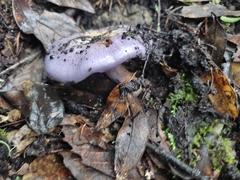 Cortinarius