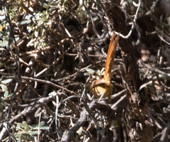 Sylviorthorhynchus yanacensis