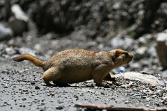 Marmota himalayana