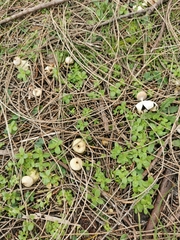 Geastrum pectinatum