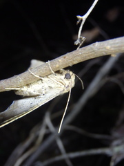 Polyacme dissimilis