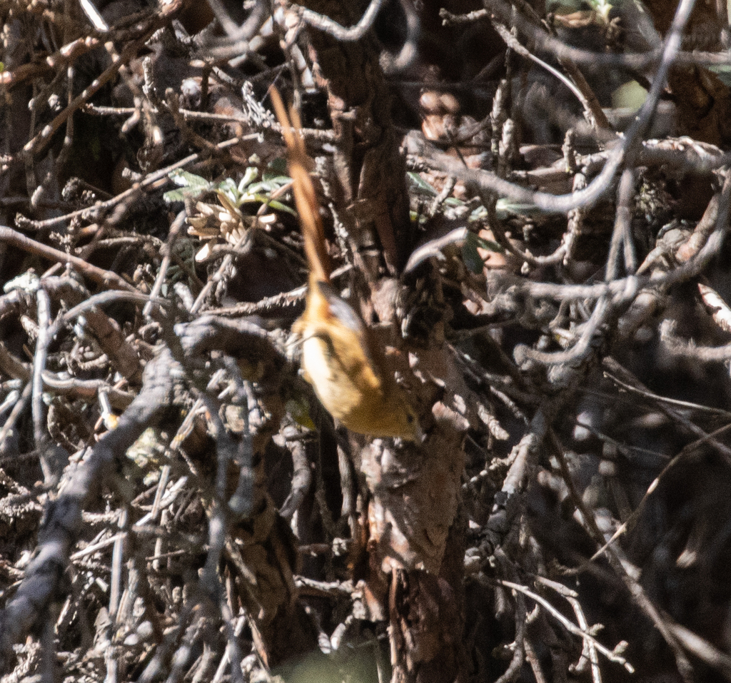 Tawny Tit-Spinetail