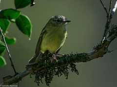 Phylloscartes ventralis