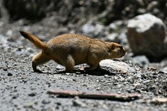 Marmota himalayana