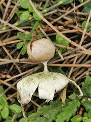 Geastrum pectinatum
