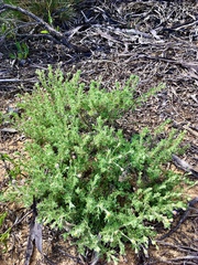 Vittadinia dissecta hirta