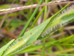Liatrinae