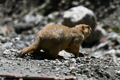 Marmota himalayana