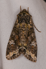 Mamestra configurata