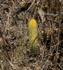 Trichocereus tunariensis