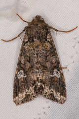 Mamestra configurata