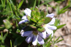Scaevola aemula