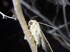 Polyacme dissimilis