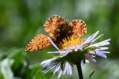 Boloria