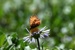 Boloria
