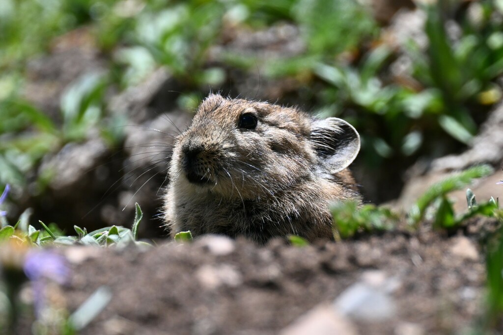 Black-lipped Pika from Gyêgu Tibetan, Qinghai, China on July 22, 2022 ...