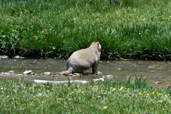 Marmota himalayana