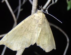 Polyacme dissimilis
