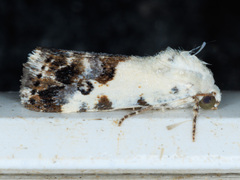 Ponometia phecolisca