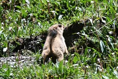 Marmota himalayana
