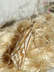 Hednota pleniferellus
