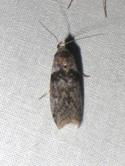 Sciota inconditella