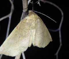 Polyacme dissimilis