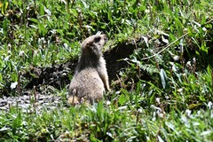 Marmota himalayana