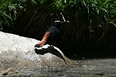 Phoenicurus leucocephalus