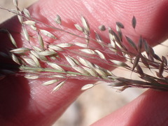 Blepharoneuron tricholepis