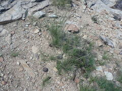 Blepharoneuron tricholepis