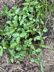 Euonymus fortunei
