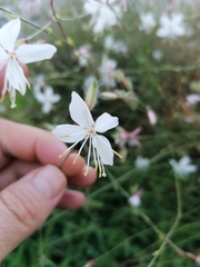 Oenothera lindheimeri