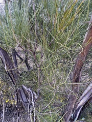 Grevillea pterosperma