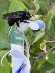 Xylocopa micans
