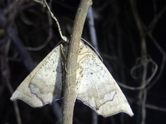 Polyacme dissimilis