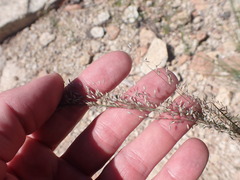 Blepharoneuron tricholepis