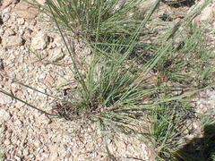 Blepharoneuron tricholepis