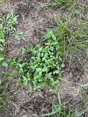 Euonymus fortunei