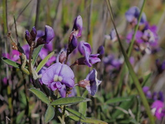Glycine rubiginosa