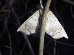 Polyacme dissimilis