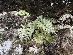 Asplenium montanum