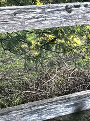 Pachycephala pectoralis