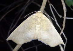 Polyacme dissimilis