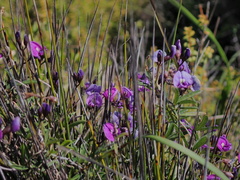 Glycine rubiginosa
