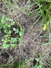 Euonymus fortunei