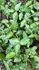 Euonymus fortunei