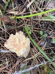Lactarius porniniae