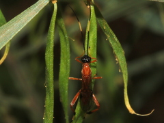 Hymenoptera